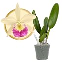 Better-Gro Cattleya Hybrid BLC. Hawaii Stars, 4" Bagg Baby Live Plant