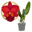 Better-Gro Cattleya Hybrid RLC. Nakornchaisri Red, 4" Baggy Baby Live Plant