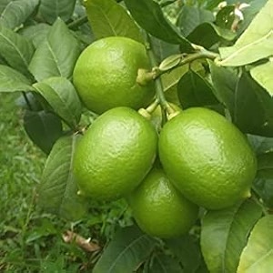 pankaj nursery gandharaj lemonall time nimboo live plant air layeredguti kolom very big size fruit 34special variety34fruit after 6 month