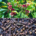 Bhusshan Clove Plant sapling