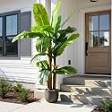 Big Faux Tropical Bananas Trees Tall Artificial Banana Tree Indoor Outdoor Realistic Floor Plant Large Fake Plants for House Home Living Room Office Front Porch Decor Outside Patio para decoracion
