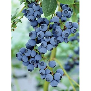 bigreen rare imported live blueberry plant in black pot  sweet juicy fruit bush for balcony terrace indoor or outdoor garden  homegrown berry plant for container gardening pack of 1