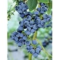 Bigreen Rare Imported Live Blueberry Plant in Black Pot | Sweet Juicy Fruit Bush for Balcony, Terrace, Indoor or Outdoor Garden | Homegrown Berry Plant for Container Gardening (Pack of 1)