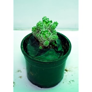 bigreen cactus live plant with pot  decorative indooroutdoor succulent for home office amp balcony  lowmaintenance desert plant droughttolerant tabletop dcor  packof1