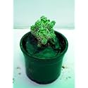 Bigreen Cactus Live Plant with Pot | Decorative Indoorâ€“Outdoor Succulent for Home, Office &amp; Balcony | Lowâ€‘Maintenance Desert Plant, Droughtâ€‘Tolerant Tabletop Décor | Packâ€¯ofâ€¯1