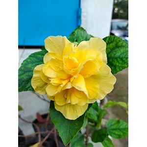bigreen flowering yellow hibiscus shrubs live plant  holud jaba fulhalud jobagudhal  garden flowering plant for home balcony outdoor amp terrace gardening