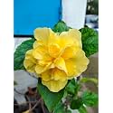 BIGREEN Flowering Yellow Hibiscus Shrubs Live Plant | Holud Jaba Ful/Halud Joba/Gudhal | Garden Flowering Plant for Home, Balcony, Outdoor & Terrace Gardening