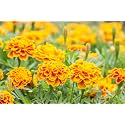 Bigreen French Marigold Mix Orange Flower Live Plant | Outdoor Flowering Plants for Home Garden | Seasonal Flower Plants for Balcony, Terrace, Backyard &amp; Decoration