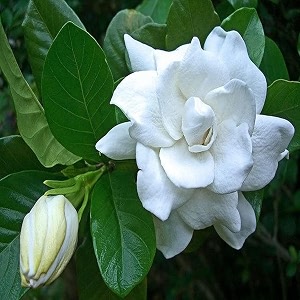 bigreen gardenia gandharaj live plant  fragrant cape jasmine shrub for home garden balcony outdoor amp indoor decoration  natural air purifier flowering plant in grow bag