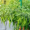 Bigreen Green Chilli Live Plant with Pot | Homegrown Spicy Vegetable Plant for Kitchen Garden | Easy Grow & Harvest | Balcony & Outdoor Gardening - Pack of 1