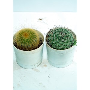 bigreen indoor cactus live plants with pots  packof2  lowmaintenance succulents for living room office desk amp balcony dcor  airpurifying desert plants easy care green gift