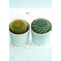 Bigreen Indoor Cactus Live Plants with Pots â€“ Packâ€¯ofâ€¯2 | Lowâ€‘Maintenance Succulents for Living Room, Office Desk &amp; Balcony Décor | Airâ€‘Purifying Desert Plants, Easy Care Green Gift