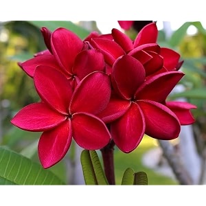 bigreen live red champa plumeria rubra flowering plant  healthy ornamental tree with fragrant blooms for home garden outdoor balcony landscaping amp gifting pack of 1