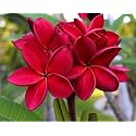 Bigreen Live Red Champa Plumeria Rubra Flowering Plant â€“ Healthy Ornamental Tree with Fragrant Blooms for Home Garden, Outdoor Balcony, Landscaping &amp; Gifting (Pack of 1)