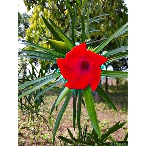 bigreen live red kaner plant  oleander flowering outdoor shrub with bright blooms  low maintenance ornamental tree for home garden terrace balcony amp dcor pack of 1 healthy plant