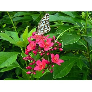 bigreen natural sunder rupa flower plant jatropha  live ornamental amp medicinal plant  low maintenance indoor amp outdoor decorative greenery  drought-resistant shrub for home amp garden pack of 1