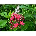 Bigreen Natural Sunder Rupa Flower Plant (Jatropha) â€“ Live Ornamental &amp; Medicinal Plant | Low Maintenance Indoor &amp; Outdoor Decorative Greenery | Drought-Resistant Shrub for Home &amp; Garden (Pack of 1)