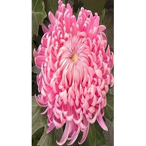 bigreen pink daisypink snowball chandramallikachrysanthemum flower live plant  outdoor amp indoor flowering plants for home garden balcony amp decoration
