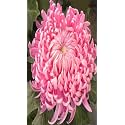BIGREEN Pink Daisy/Pink Snowball Chandramallika/Chrysanthemum Flower Live Plant | Outdoor &amp; Indoor Flowering Plants for Home Garden, Balcony &amp; Decoration