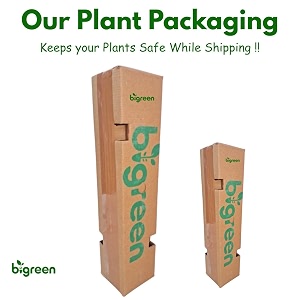 bigreen purple rose climbing live flower plant pack of 1  fragrant blooms for indoor decoration outdoor garden balcony terrace  hardy thorny vine for vertical landscaping trellis amp gifting