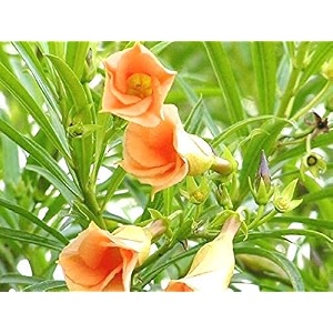 bigreen rare orange kaner live plant nerium oleander flowering plants for garden balcony amp indoor dcor  low maintenance ornamental plants for home terrace landscape outdoor gardening pack of 1