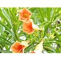 Bigreen Rare Orange Kaner Live Plant Nerium Oleander Flowering Plants for Garden, Balcony &amp; Indoor Décor | Low Maintenance Ornamental Plants for Home, Terrace, Landscape, Outdoor Gardening, Pack of 1