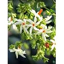 BIGREEN Tecoma Blue Plant Live | Tecomaria Capensis | Flowering Live Plant for Home Garden | Outdoor &amp; Indoor Decorative Plant | Natural Air Purifier