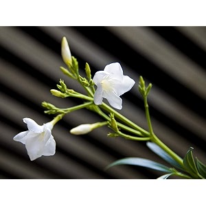 bigreen white kaner live plant with plastic bag  nerium oleander white flowering plant for home amp garden  outdoor amp indoor ornamental plant for balcony landscape terrace amp backyard gardening