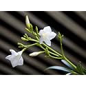 Bigreen White Kaner Live Plant with Plastic Bag – Nerium Oleander White Flowering Plant for Home &amp; Garden | Outdoor &amp; Indoor Ornamental Plant for Balcony, Landscape, Terrace &amp; Backyard Gardening