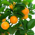 Bijaya Online Store Sweet Lemon Plant  sapling