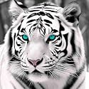 Bimkole 5D Diamond Painting Kits Blue-Eyed White Tiger, Full Drill Animals DIY Rhinestone Embroidery Set Paint with Diamonds Art by Number Kits Cross Stitch Home Wall Craft Decoration 12X12 inch