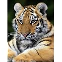 Bimkole 5D Diamond Painting Kits Leopard Tiger, Full Drill Animal DIY Rhinestone Embroidery Set Paint with Diamonds Art by Number Kits Cross Stitch Home Wall Craft Decoration 12x16inch