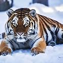 Bimkole 5D Diamond Painting Kits Snow Tiger, Full Drill Animals DIY Rhinestone Embroidery Set Paint with Diamonds Art by Number Kits Cross Stitch Home Wall Craft Decoration 12x12inch