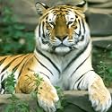 Bimkole 5D Diamond Painting Kits Tiger, Full Drill Animal Leaves DIY Rhinestone Embroidery Set Paint with Diamonds Art by Number Kits Cross Stitch Home Wall Craft Decoration 12x12inch