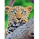 Bimkole 5D Diamond Painting Kits Tiger Leopard, Full Drill Animals DIY Rhinestone Embroidery Set Paint with Diamonds Art by Number Kits Cross Stitch Home Wall Craft Decoration 12x16inch