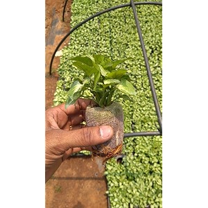bio blooms agro india pvt ltd plastic seed germination tray  50 cavity with neeted cups  black  10 pieces 