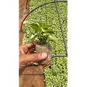 Bio Blooms Agro India Pvt. Ltd. Plastic Seed Germination Tray | 50 Cavity with Neeted Cups | Black | 10 Pieces |