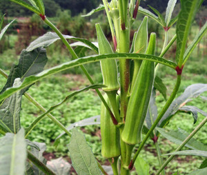 biosnyg lady fingerokra hybrid f1 supreme seeds-100 x seeds 500 seeds seed