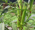 Biosnyg Lady Finger/Okra Hybrid F1 Supreme Seeds-100 x Seeds 500 Seeds Seed