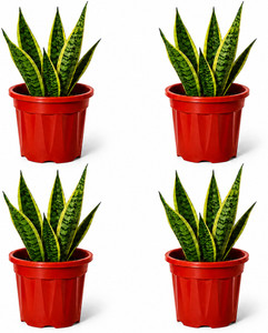 Bioworth Growing pot 12 inch