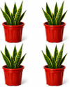 Bioworth Growing pot 12 inch 