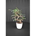 BIRTHRIGHT Chinese Elm - S Shaped - Outdoor Bonsai Live Plants with Pot