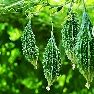 bitter gourd karela seeds  high germination  fresh seeds for kitchen garden terrace garden amp potspack of 30 seed