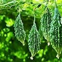Bitter Gourd (Karela) Seeds | High Germination | Fresh Seeds for Kitchen Garden, Terrace Garden &amp; Pots(Pack Of 30 Seed)