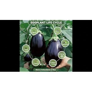 black beauty brinjal seeds for home amp terrace gardening 100 with 20 free marigold seeds black beauty brinjal seeds for home amp terrace gardening 100
