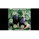 Black Beauty Brinjal Seeds for Home &amp; Terrace Gardening 100+ With 20+ Free Marigold Seeds Black Beauty Brinjal Seeds for Home &amp; Terrace Gardening 100+