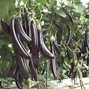 Black Brinjal Seeds for Planting, Terrace, Balcony, Pots &amp; Grow Bags | Easy to Grow Home Kitchen Garden (Pack Of 100 Seed)