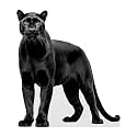 Black Panther - Life Size Cardboard Cutout Standup People with Support Standee | Animals -