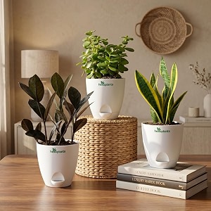 Black Raven ZZ Jade Plant Snake