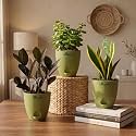 Black Raven ZZ Jade Plant amp Snake